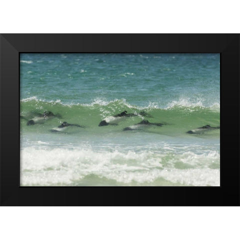Saunders Island Commersons dolphins swimming Black Modern Wood Framed Art Print by Illg, Cathy and Gordon