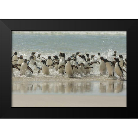 Saunders Island Rockhopper penguins returning Black Modern Wood Framed Art Print by Illg, Cathy and Gordon