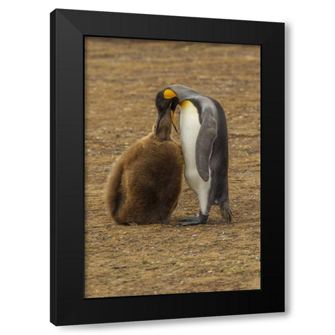 East Falkland King penguin parent feeding chick Black Modern Wood Framed Art Print by Illg, Cathy and Gordon