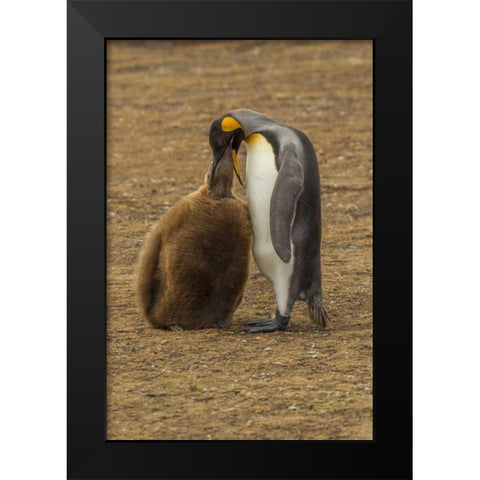 East Falkland King penguin parent feeding chick Black Modern Wood Framed Art Print by Illg, Cathy and Gordon