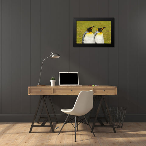 East Falkland Pair of king penguins Black Modern Wood Framed Art Print by Illg, Cathy and Gordon
