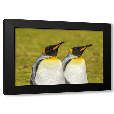 East Falkland Pair of king penguins Black Modern Wood Framed Art Print by Illg, Cathy and Gordon