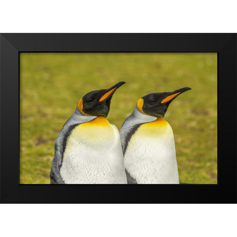 East Falkland Pair of king penguins Black Modern Wood Framed Art Print by Illg, Cathy and Gordon