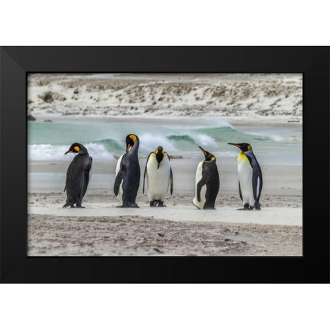 East Falkland King penguins on beach Black Modern Wood Framed Art Print by Illg, Cathy and Gordon