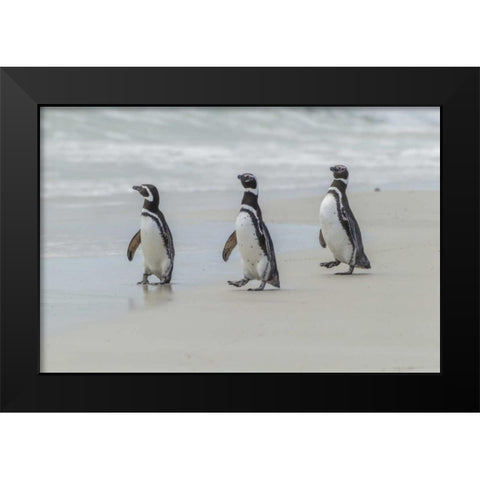 East Falkland Magellanic penguins on beach Black Modern Wood Framed Art Print by Illg, Cathy and Gordon