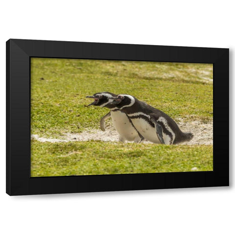 East Falkland Magellanic penguins braying Black Modern Wood Framed Art Print by Illg, Cathy and Gordon