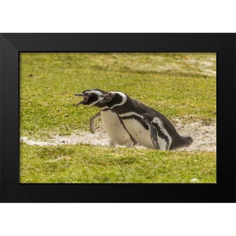 East Falkland Magellanic penguins braying Black Modern Wood Framed Art Print by Illg, Cathy and Gordon