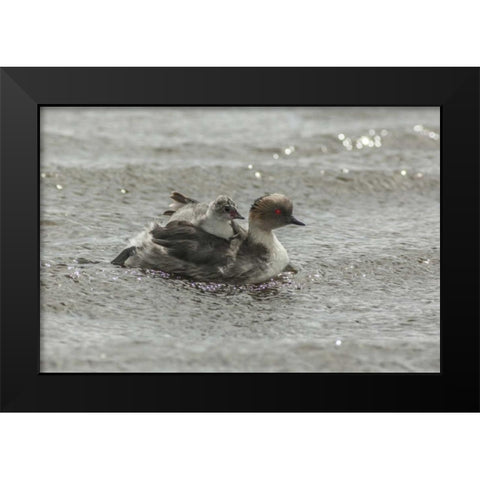Sea Lion Island Silvery grebe with chick on back Black Modern Wood Framed Art Print by Illg, Cathy and Gordon