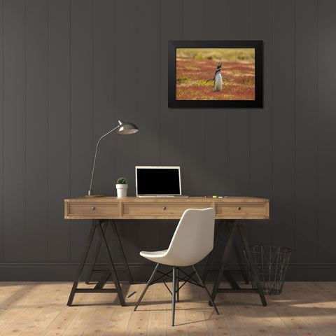 Sea Lion Island Magellanic penguin braying Black Modern Wood Framed Art Print by Illg, Cathy and Gordon