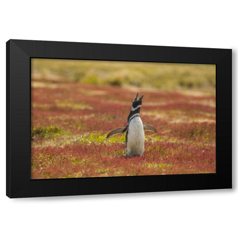 Sea Lion Island Magellanic penguin braying Black Modern Wood Framed Art Print with Double Matting by Illg, Cathy and Gordon