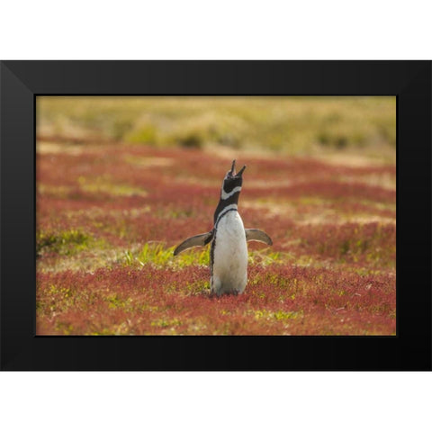 Sea Lion Island Magellanic penguin braying Black Modern Wood Framed Art Print by Illg, Cathy and Gordon