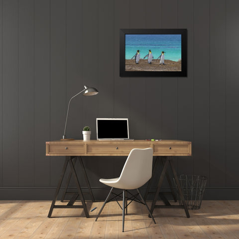 East Falkland King penguins walking Black Modern Wood Framed Art Print by Illg, Cathy and Gordon