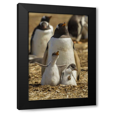 East Falkland Gentoo penguin parent and chicks Black Modern Wood Framed Art Print by Illg, Cathy and Gordon