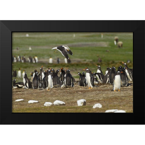 East Falkland Kelp gull over Gentoo penguins Black Modern Wood Framed Art Print by Illg, Cathy and Gordon