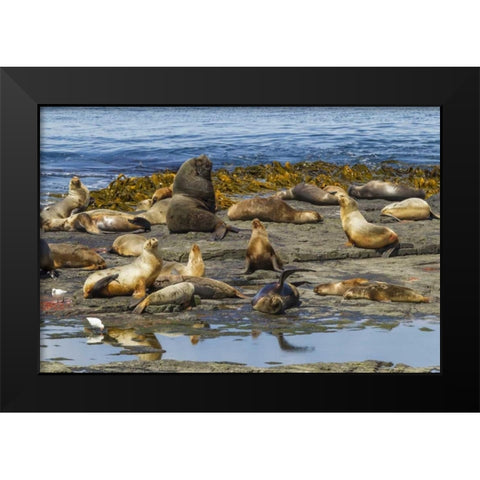 Bleaker Island Southern sea lions near water Black Modern Wood Framed Art Print by Illg, Cathy and Gordon