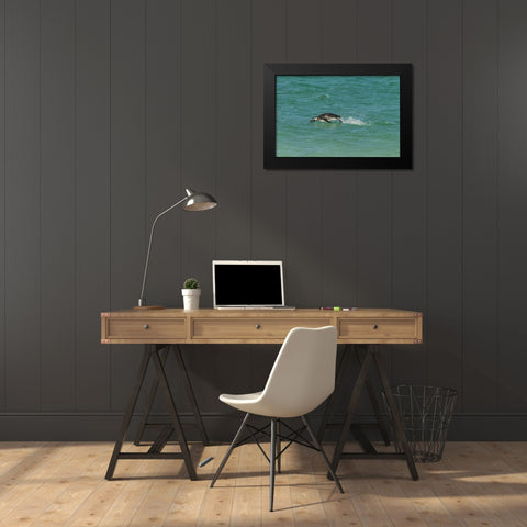 Bleaker Island Magellanic penguin breaching Black Modern Wood Framed Art Print by Illg, Cathy and Gordon