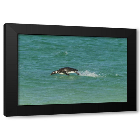 Bleaker Island Magellanic penguin breaching Black Modern Wood Framed Art Print by Illg, Cathy and Gordon