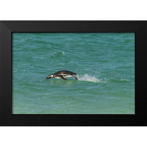 Bleaker Island Magellanic penguin breaching Black Modern Wood Framed Art Print by Illg, Cathy and Gordon