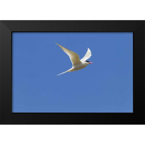 Bleaker Island South American tern in flight Black Modern Wood Framed Art Print by Illg, Cathy and Gordon