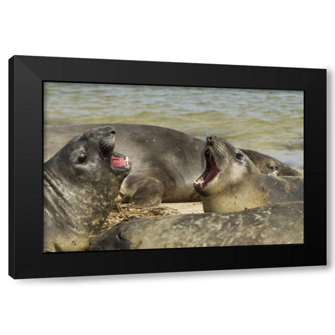 Carcass Island Southern elephant seals arguing Black Modern Wood Framed Art Print with Double Matting by Illg, Cathy and Gordon