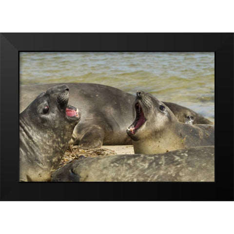 Carcass Island Southern elephant seals arguing Black Modern Wood Framed Art Print by Illg, Cathy and Gordon