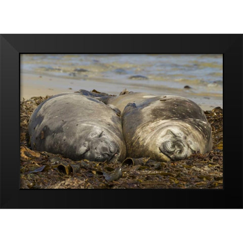 Carcass Island Southern elephant seals, sleeping Black Modern Wood Framed Art Print by Illg, Cathy and Gordon