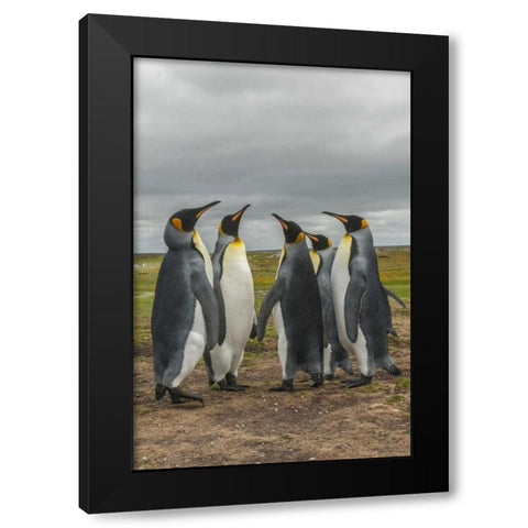 Falkland Islands, Volunteer Point King penguins Black Modern Wood Framed Art Print with Double Matting by Illg, Cathy and Gordon