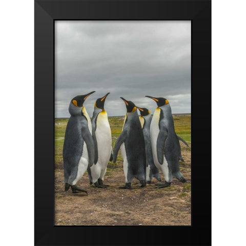 Falkland Islands, Volunteer Point King penguins Black Modern Wood Framed Art Print by Illg, Cathy and Gordon