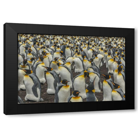 East Falkland, Volunteer Point King penguins Black Modern Wood Framed Art Print by Illg, Cathy and Gordon