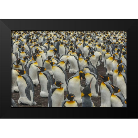 East Falkland, Volunteer Point King penguins Black Modern Wood Framed Art Print by Illg, Cathy and Gordon