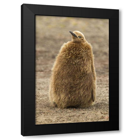 East Falkland, Saunders Isl King penguin chick Black Modern Wood Framed Art Print by Illg, Cathy and Gordon