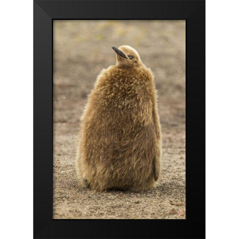 East Falkland, Saunders Isl King penguin chick Black Modern Wood Framed Art Print by Illg, Cathy and Gordon