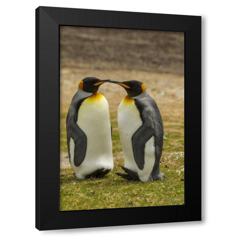 Saunders Island Pair of king penguins Black Modern Wood Framed Art Print with Double Matting by Illg, Cathy and Gordon