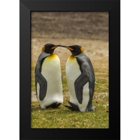 Saunders Island Pair of king penguins Black Modern Wood Framed Art Print by Illg, Cathy and Gordon