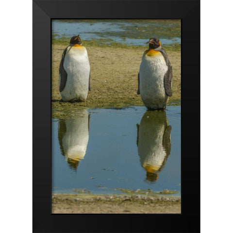 East Falkland King penguins reflecting in water Black Modern Wood Framed Art Print by Illg, Cathy and Gordon