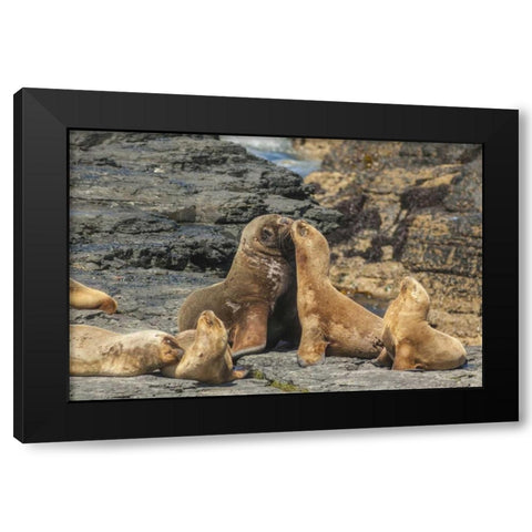 Bleaker Island Southern sea lions near water Black Modern Wood Framed Art Print by Illg, Cathy and Gordon