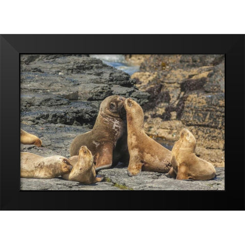Bleaker Island Southern sea lions near water Black Modern Wood Framed Art Print by Illg, Cathy and Gordon