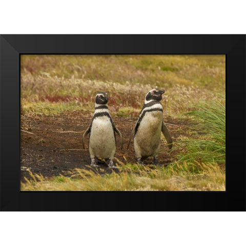 Sea Lion Island Magellanic penguins Black Modern Wood Framed Art Print by Illg, Cathy and Gordon