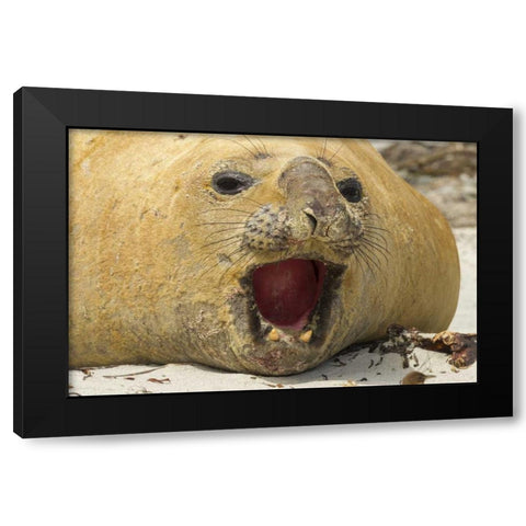 Sea Lion Island Southern elephant seal Black Modern Wood Framed Art Print by Illg, Cathy and Gordon