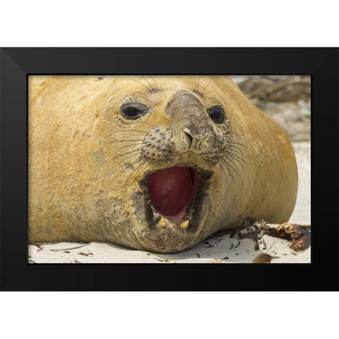 Sea Lion Island Southern elephant seal Black Modern Wood Framed Art Print by Illg, Cathy and Gordon