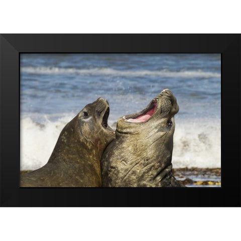 Sea Lion Island Southern elephant seals fighting Black Modern Wood Framed Art Print by Illg, Cathy and Gordon