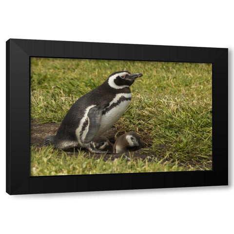 Sea Lion Island Magellanic penguin and chicks Black Modern Wood Framed Art Print with Double Matting by Illg, Cathy and Gordon