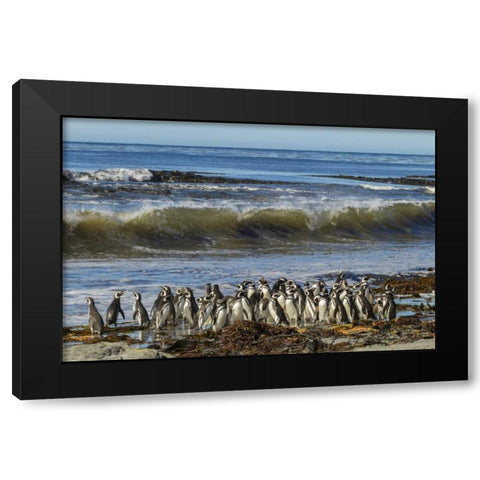 Sea Lion Island Magellanic penguins and surf Black Modern Wood Framed Art Print with Double Matting by Illg, Cathy and Gordon