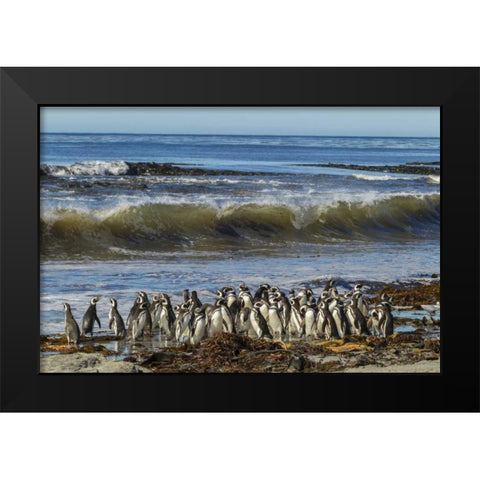 Sea Lion Island Magellanic penguins and surf Black Modern Wood Framed Art Print by Illg, Cathy and Gordon