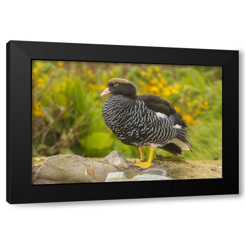 Falkland Islands, Carcass Island Kelp goose Black Modern Wood Framed Art Print by Illg, Cathy and Gordon