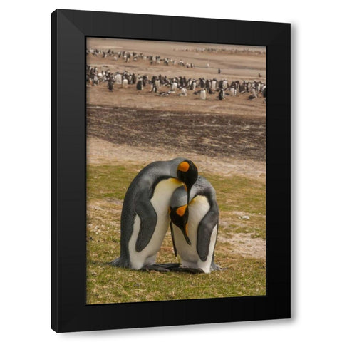 Saunders Isl Gentoo penguins and king penguins Black Modern Wood Framed Art Print by Illg, Cathy and Gordon