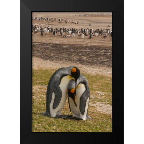 Saunders Isl Gentoo penguins and king penguins Black Modern Wood Framed Art Print by Illg, Cathy and Gordon
