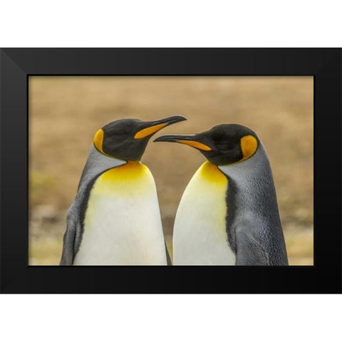 East Falkland Pair of king penguins Black Modern Wood Framed Art Print by Illg, Cathy and Gordon