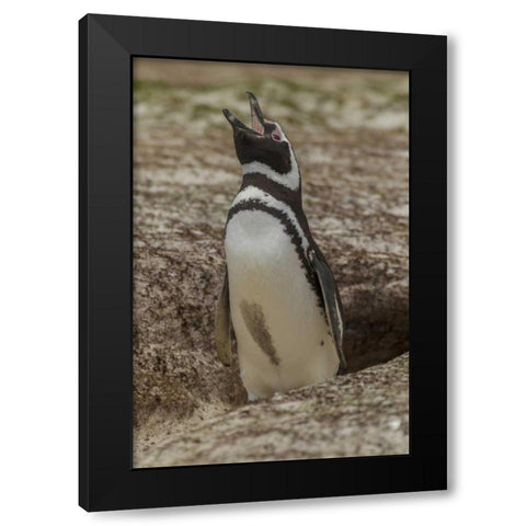 East Falkland Magellanic penguin braying Black Modern Wood Framed Art Print with Double Matting by Illg, Cathy and Gordon