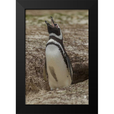East Falkland Magellanic penguin braying Black Modern Wood Framed Art Print by Illg, Cathy and Gordon